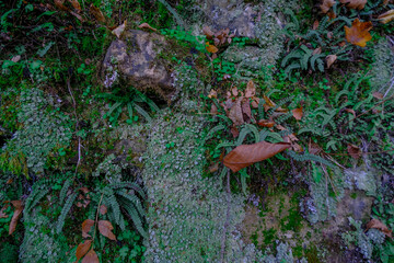moss and lichen, different herbs and leaves on the rock close-up. Forest ground background. Top view. Copy space	