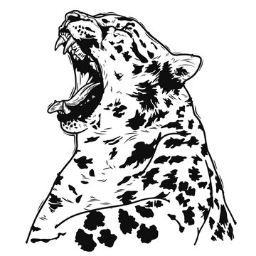 recommend clip art: yawning tiger, modern style illustration suitable for t-shirt, poster design