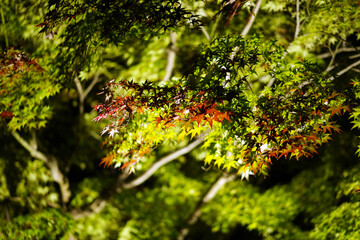 紅葉する紅葉 / 青もみじ