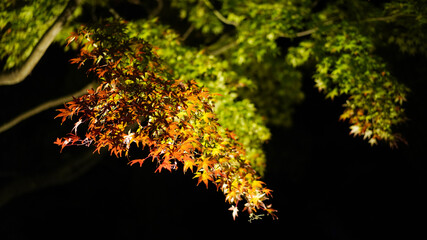 紅葉する紅葉 / 青もみじ