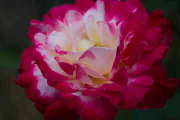 pink rose flower