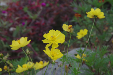 Various flowers that grow in Berastagi, North Sumatera, Indonesia