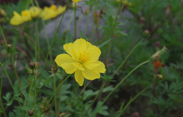 Various flowers that grow in Berastagi, North Sumatera, Indonesia