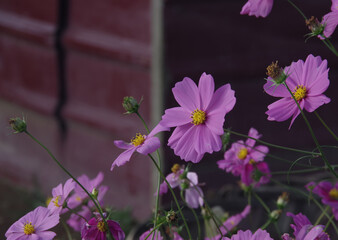 Various flowers that grow in Berastagi, North Sumatera, Indonesia