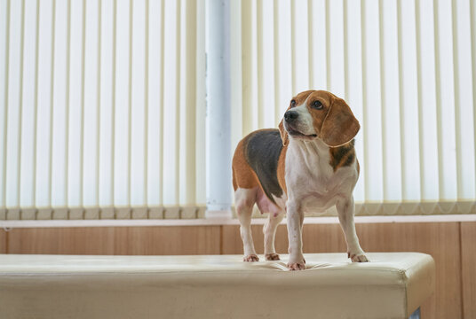 Female Beagle Dog Standing On Bed In Pet Hospital