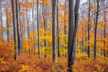Forest in Karkonosze National Park