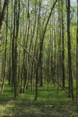 Trees in the spring deciduous forest. Beautiful shady forest.