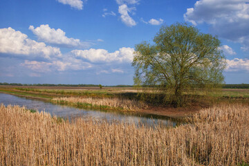 Thickets of dry reeds on the shores of a small lake in sunny weather. A large branchy tree on the shore.
