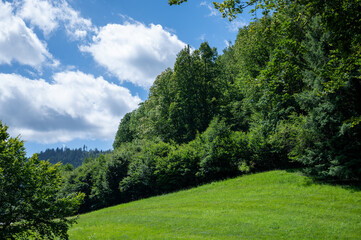 summer weather with blue sky and lush green meadows hang directly from the whale