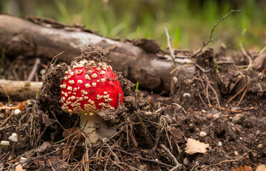 Amanita muscaria mushroom in the forest