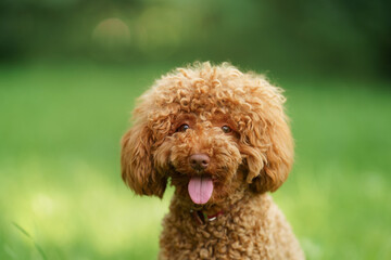 small chocolate poodle on the grass. Pet in nature. Cute dog like a toy 