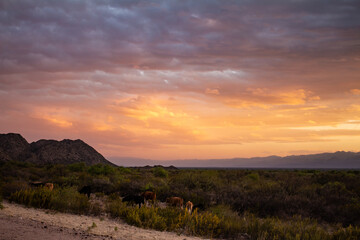 Obraz premium Shocking sunset between the field. Landscape with distant mountains during sunset.