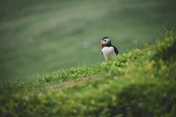 puffin