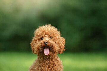 small chocolate poodle on the grass. Pet in nature. Cute dog like a toy 