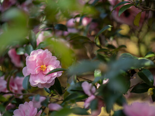 ピンク色の椿の花