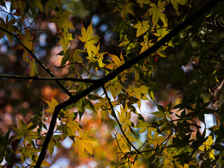 美しく色づいたモミジの葉　11月