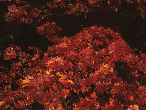 美しく色づいたモミジの葉 11月 © 正人 竹内