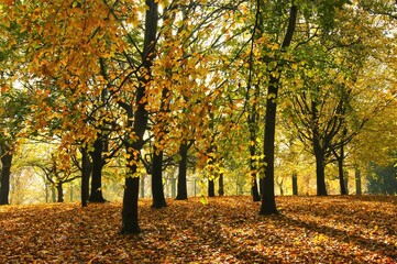 autumn trees in the park