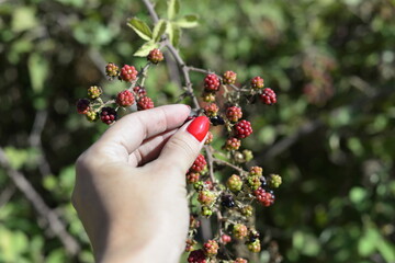 wild red berries plant in women hand