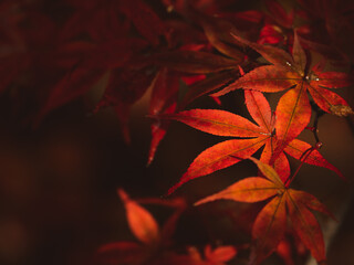 美しく色づいたモミジの葉　11月