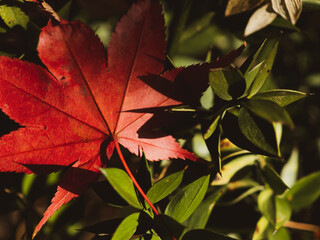 Obraz premium 美しく色づいたモミジの葉 11月