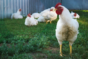chickens