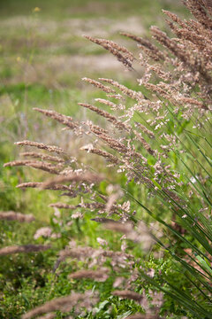 Velvet grass (Holcus lanatus), flowering