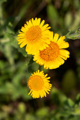 Three flowers of Common fleabane (Pulicaria dysenterica)