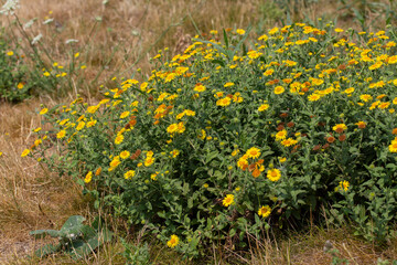 Flowering Common fleabane (Pulicaria dysenterica)