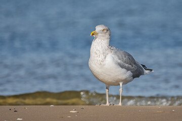 Möwe am Ostseestrand