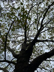 tree with sky