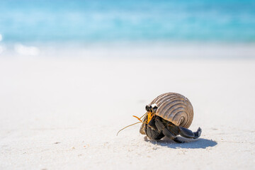 Soldier-crab or Hermit crab on white sand beach at Similan island, Phuket, Thailand
