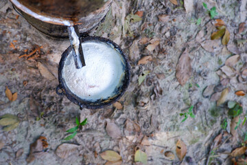Latex in back cup, Rubber tree