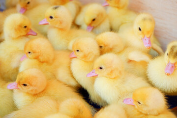 Yellow feathered ducklings.