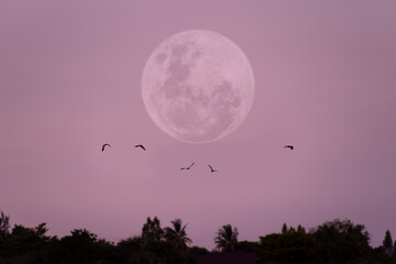 Full moon on the sky with small silhouette birds.