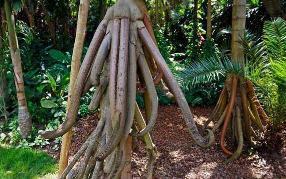 Walking palm roots (Socratea exorrhiza), Minas Gerais, Brazil