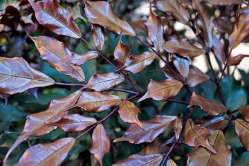 New leaves (Leea rubra) on garden
