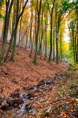 Wald und Laub und ein Bacu im Herbst in den Kaukasus - detail