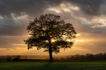 Obraz premium Silhouette of a solitary Oak tree at sunset in the Autumn / Fall. Hertfordshire. UK