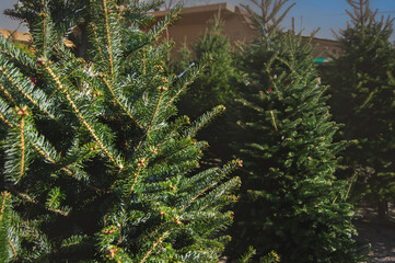 Various types of evergreen pine needle trees stand on Christmas tree lot © Philip