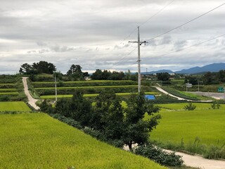 vineyards in the summer