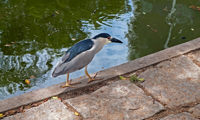 Black-crowned night heron (Nycticorax nycticorax)