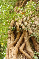 racines d'arbre