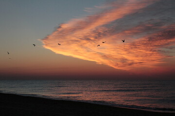 Sea birds © Emilia