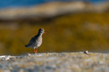 The common redshank or simply redshank (Tringa totanus)