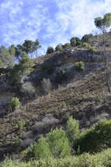 mountains hills rock landscape view with pine forest blue sky and clouds 