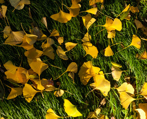 autumn leaves from Ginkgo Biloba_2