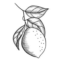 Hand drawn vector isolated lemon. Black outline illustration of lemon. Graphic lemon.