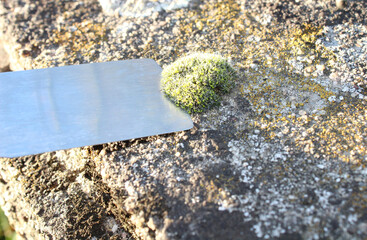 Moss von einer Mauer entfernen