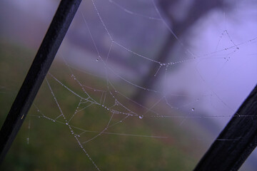 spider web with dewdrops in the morning close-up in the backyard. Natural background